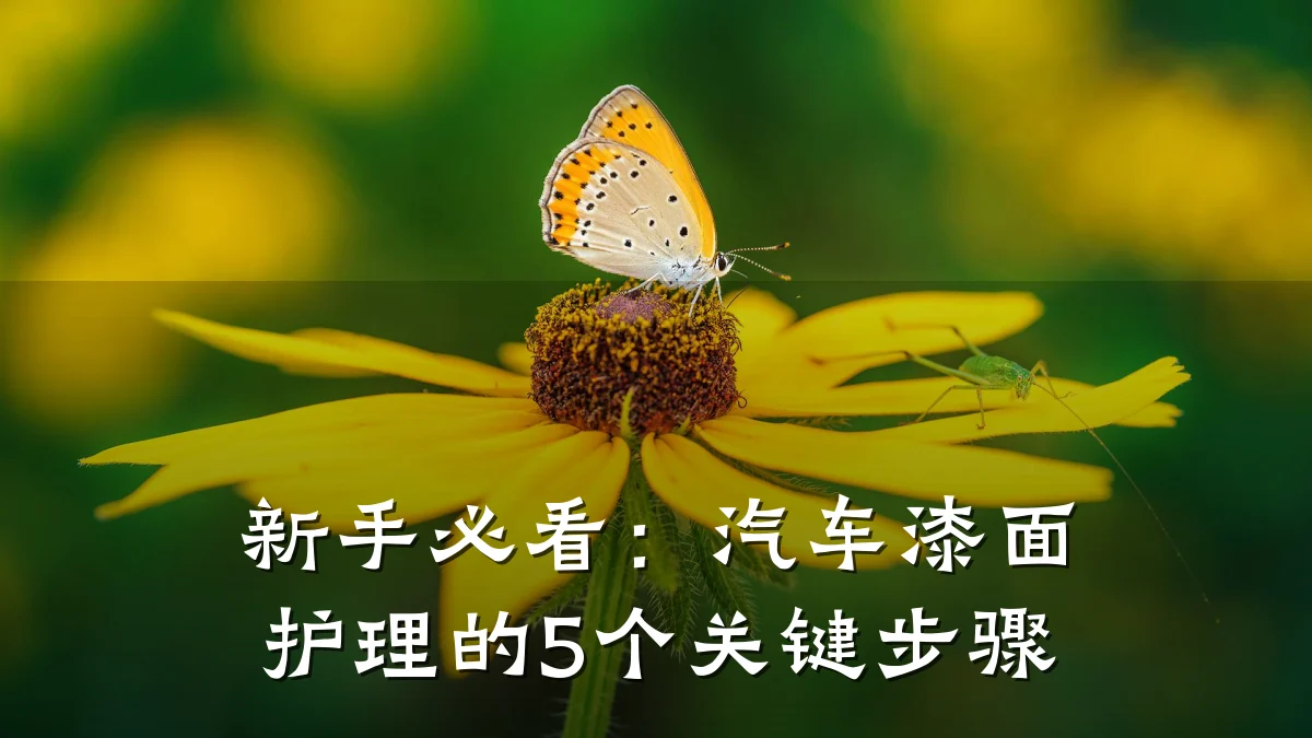 新手必看：汽车漆面护理的5个关键步骤