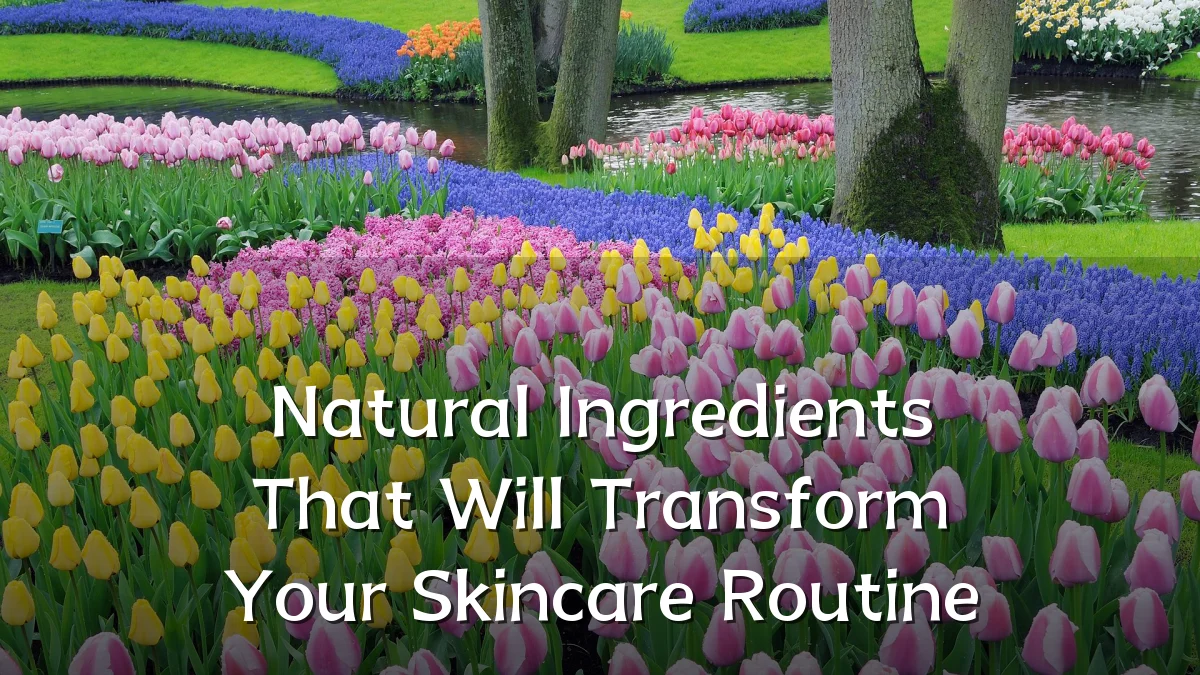 Natural Ingredients That Will Transform Your Skincare Routine